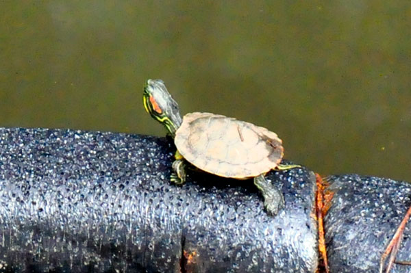 a very small turtle